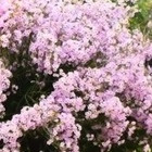 CHAMELAUCIUM - FLEUR DE CIRE DE GERALDTON