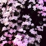 CLEMATIS - CLEMATITE