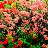 CHAENOMELES JAPONICA - COGNASSIER DU JAPON