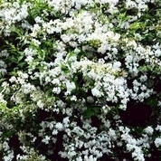 DEUTZIA - DEUTZIA