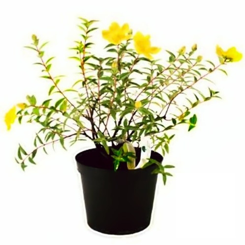 HYPERICUM - MILLEPERTUIS