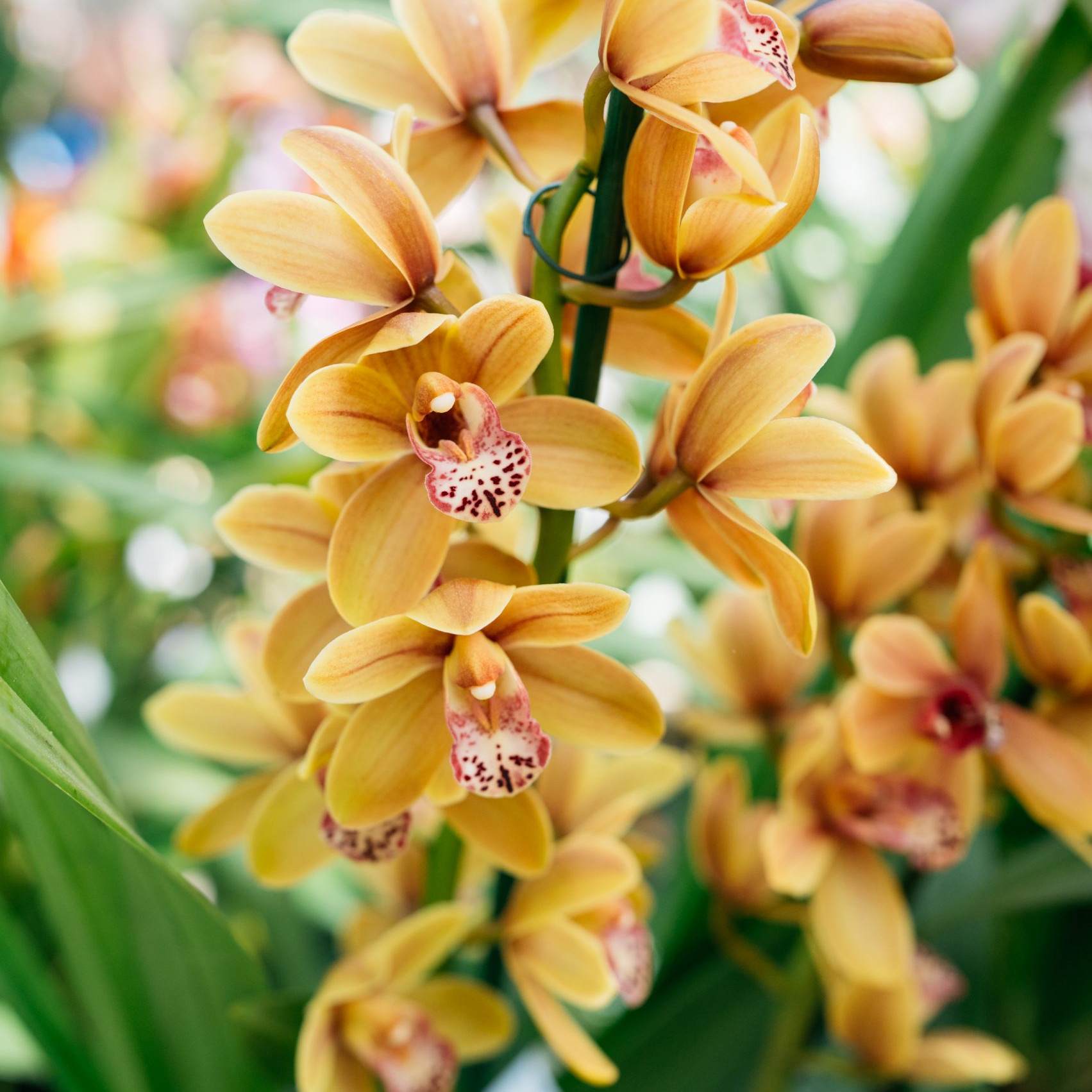 MONSTERA VARIEGATA Jardinerie Prosperi