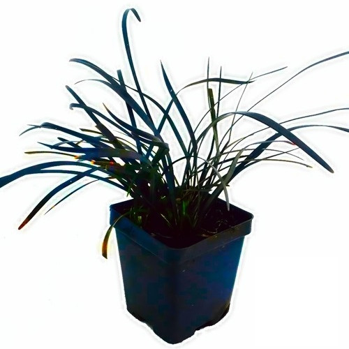 OPHIOPOGON JAPONICUS – FIGUIER DE BARBARIE