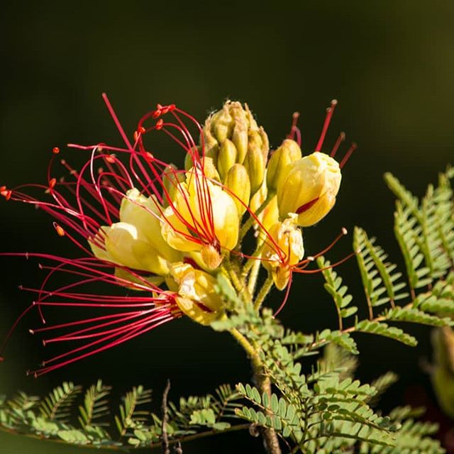 POINCINA GILLIESA/ERYTHROSTEMON GILLIESII - CÉSALPINIE DE GILLIES