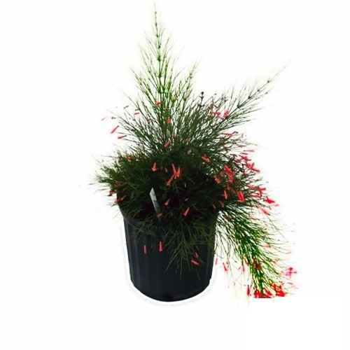 RUSSELIA EQUISETIFORMIS - PLANTE CORAIL