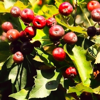 SORBUS TORMINALIS - ALISIER