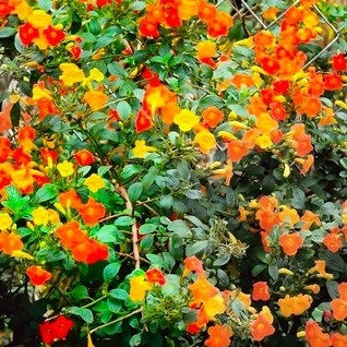 STREPTOSOLEN JAMESONII - STREPTOSOLEN DE JAMESON