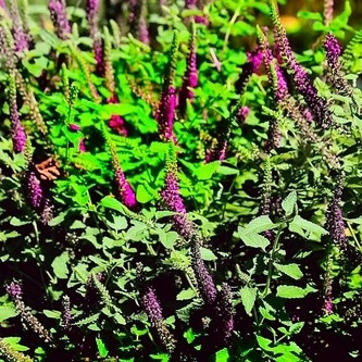TEUCRIUM – TEUCRIUM