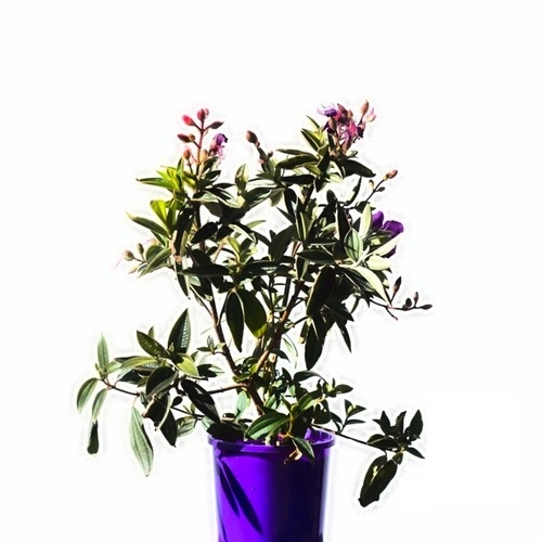 TIBOUCHINA URVILLEANA - TIBOUCHINE D'URVILLE