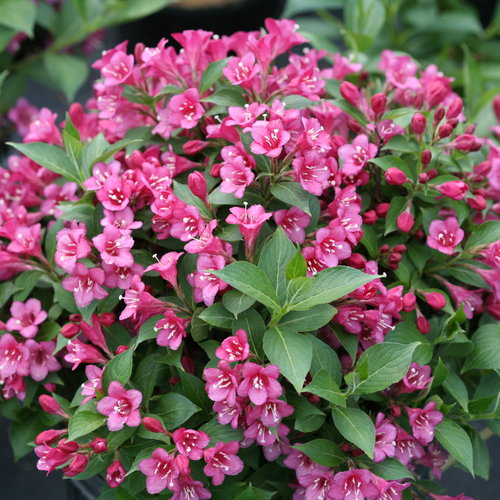 WEIGELA - WEIGELA