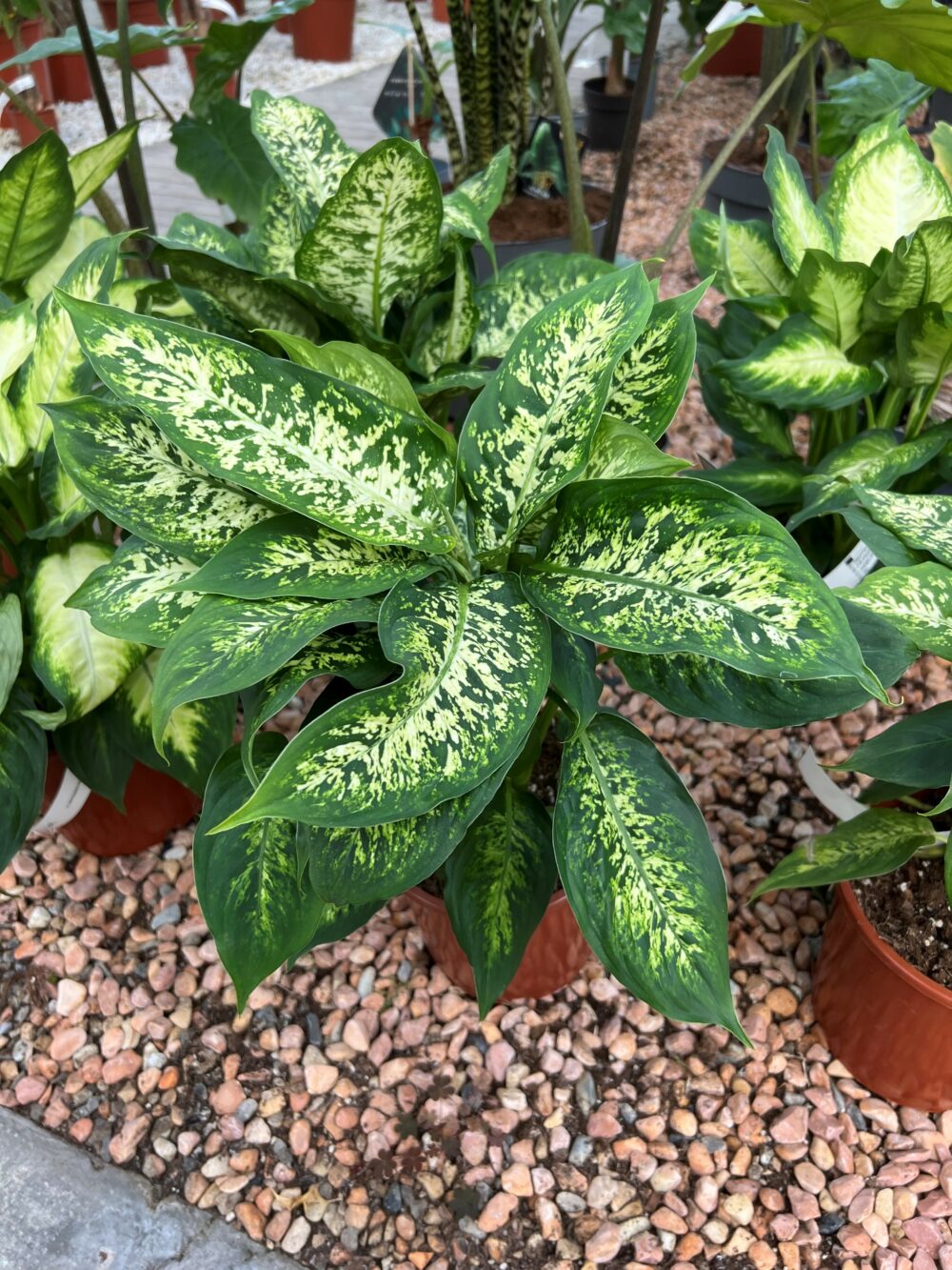 Dieffenbachia 'Picasso' main image 0