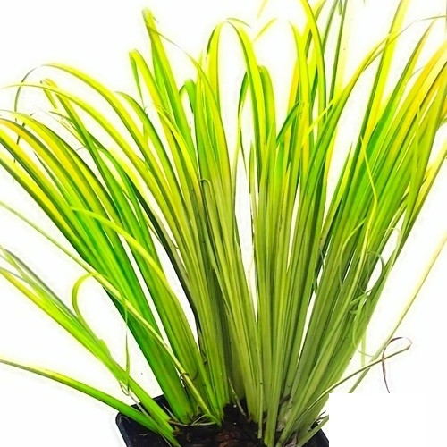 ACORUS - ACORE ODORANT