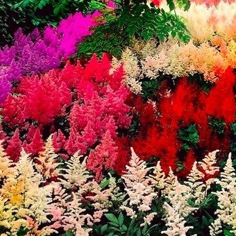 ASTILBE - ASTILBE