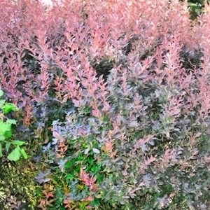 BERBERIS – BERBERIS