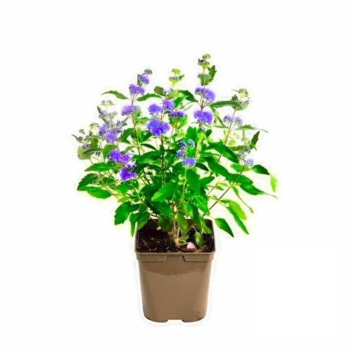 CARYOPTERIS - BARBE BLEUE