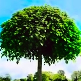 CATALPA BIGNONIOIDES - ARBRE AUX HARICOTS
