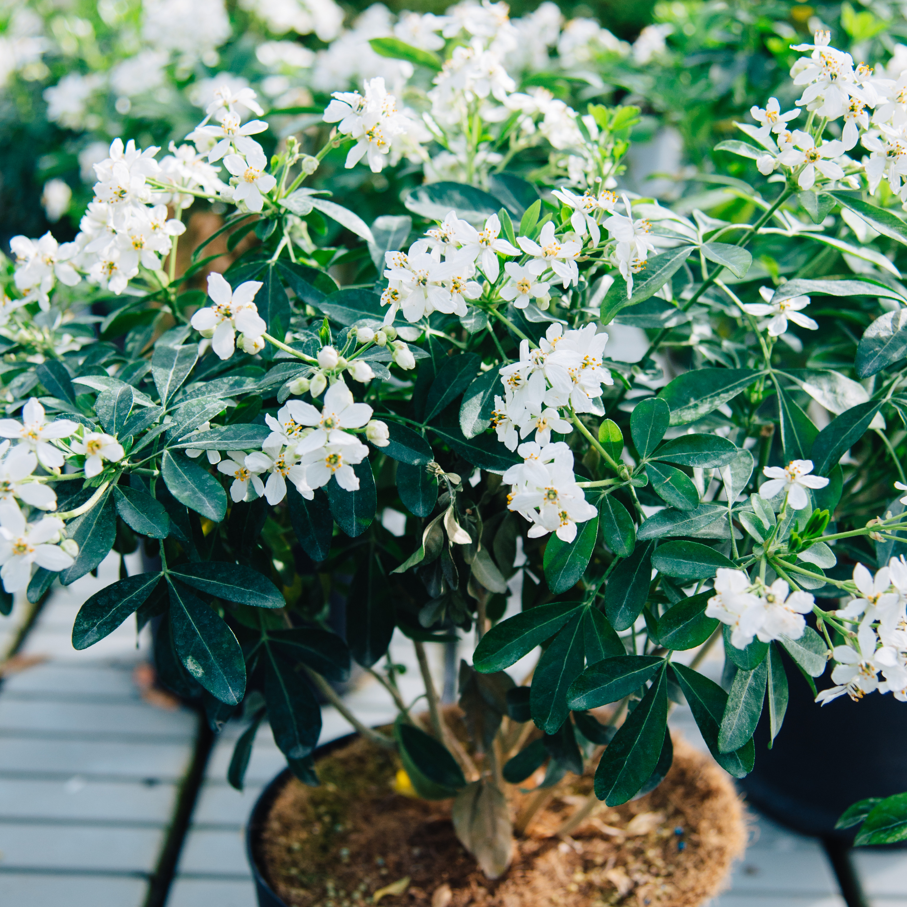 CHOISYA TERNATA - ORANGER DU MEXIQUE