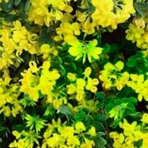 CORONILLA - CORONILLE OU FAUX BAGUENANDIER