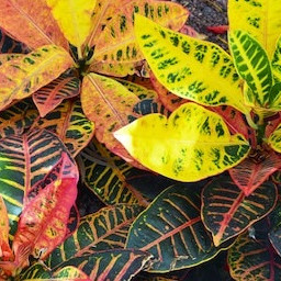 CODIAEUM VARIEGATUM - CROTON