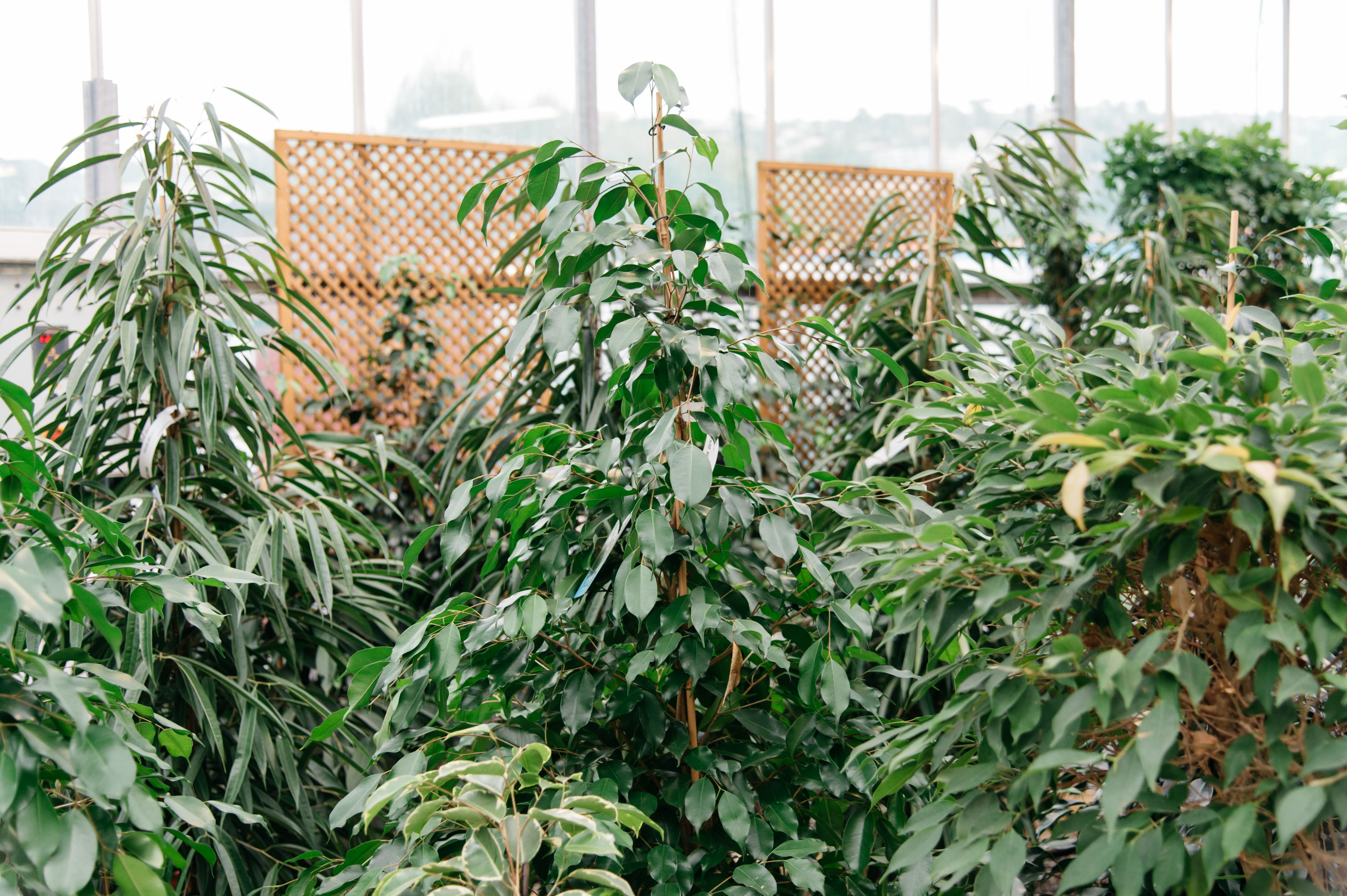 FICUS - CAOUTCHOUC OU FIGUIER 