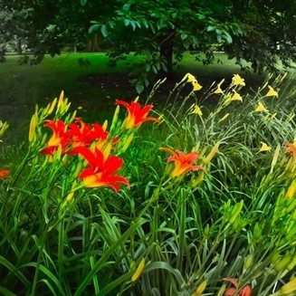 HEMEROCALLIS - HEMEROCALLE