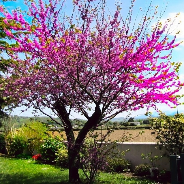 CERCIS SILIQUASTRUM - ARBRE DE JUDEE