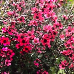 LEPTOSPERMUM - MYRTE DE NOUVELLE ZELANDE