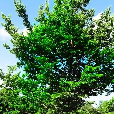 CELTIS - MICOCOULIER