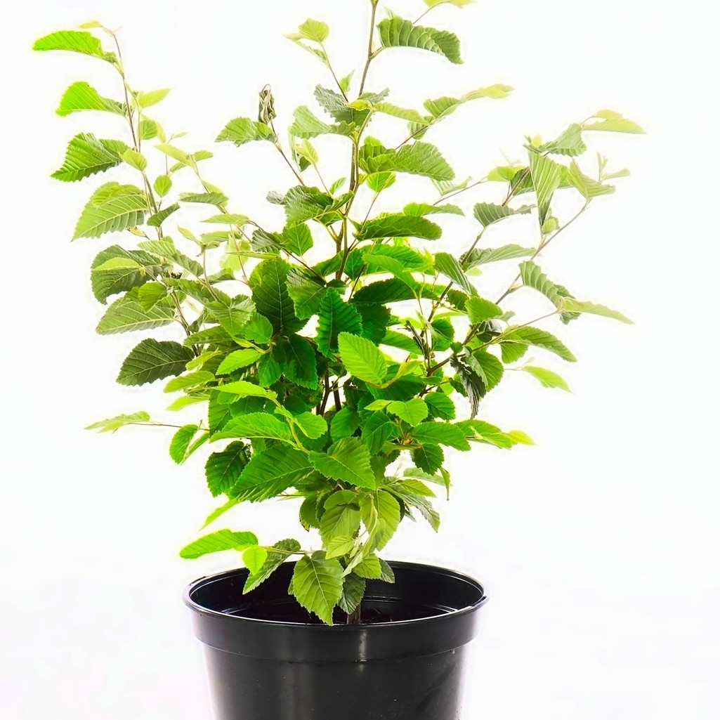 OSTRYA CARPINIFOLIA - CHARME HOUBLON