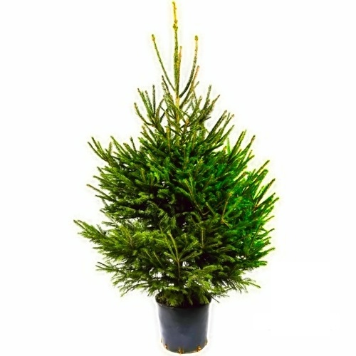 PICEA - EPICEA OU SAPINETTE