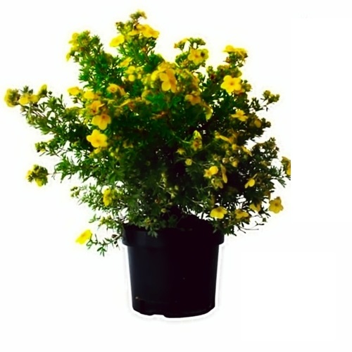 POTENTILLA - POTENTILLE