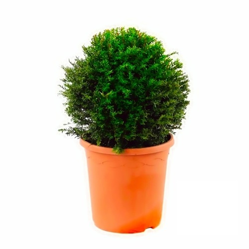 TAXUS BACCATA - IF COMMUN