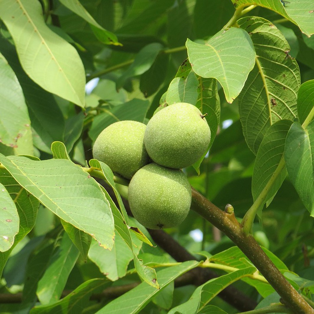 JUGLANS - NOYER